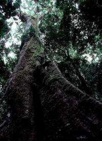 Big trees face ‘dire future’