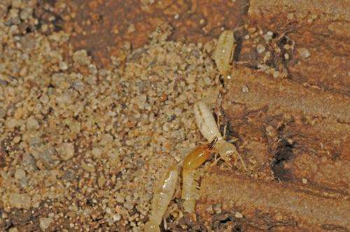 Biologists bore into Canadian termite invasion