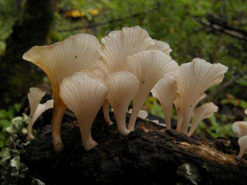 Biologist treks across southwestern China to answer the “killer mushroom” question