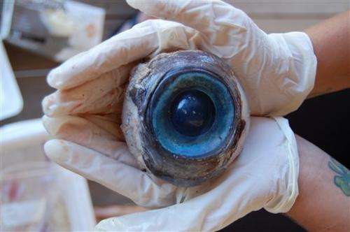 Biology prof says eyeball may belong to big squid