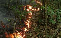 Birds' diverse traits survive Amazon fires