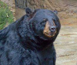 Black bears found to have surprising wound healing capabilities during hibernation