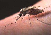 血液检验跟踪疟疾寄生虫抗药性的出现