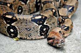 Boa constrictors can sense the heartbeat of their quarry as they suffocate it