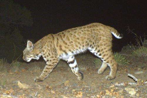 Bobcats more likely to get diseases from urban areas, scientists say