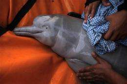 Bolivia enacts law to save Amazon river dolphins