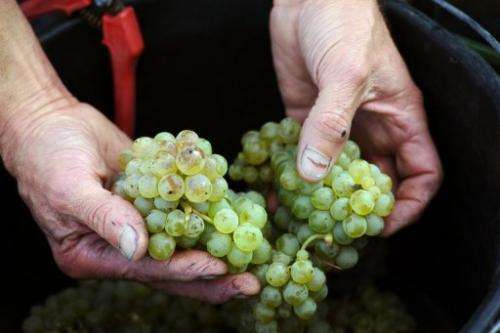 Bordeaux's dry white wines, picked well before a rainy spell, show great potential