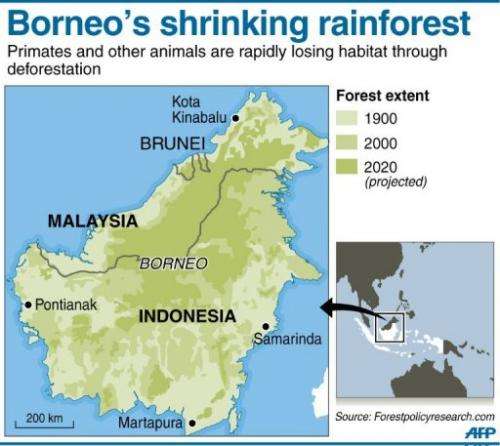 Borneo's shrinking rainforest