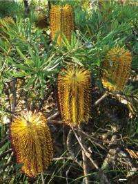 Botany student proves 'New England Banksia' a distinct species