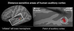 Brain area identified that determines distance from which sound originates