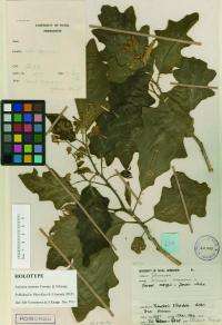 Brave new world: Pioneering electronic publication of new plant species