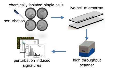 Breakthrough technology focuses in on disease traits of single cells