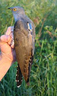 British ornithologists track cuckoo birds migration route