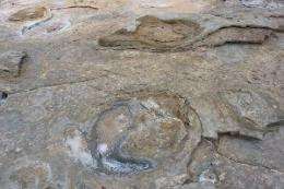 Broome dinosaur footprints detail substrate deformation unique on Earth