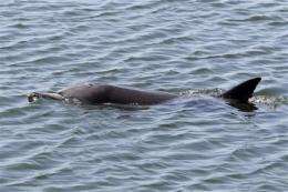 Calif. rescuers hope dolphin finds way back to sea (AP)