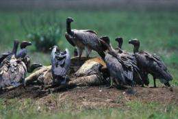 Cambodia remains last vulture bastion in Southeast Asia