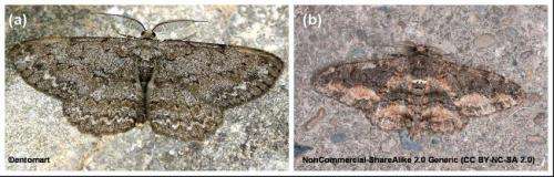 Camouflage of moths: Secrets to invisibility revealed
