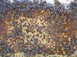 Can behavior be controlled by genes? The case of honeybee work assignments