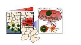 Cancer cells co-opt immune response to escape destruction