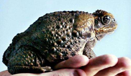 Cane toads are warty, leathery creatures with a venom sac on their heads toxic enough to kill snakes and crocodiles