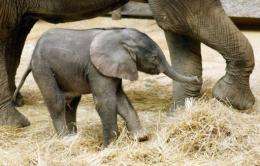 Captive elephants suffer from a narrowing gene pool