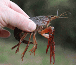Carp dominate crayfish in invasive species battleground
