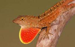 Castaway lizards offer new look at evolutionary processes