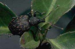 Catching vine weevils with odors