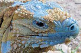 Cayman's imperiled blue iguanas on the rebound