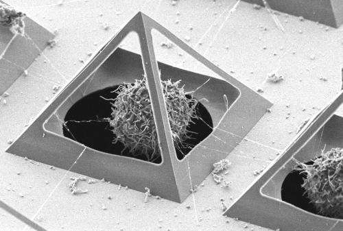 Capturing living cells in micro pyramids