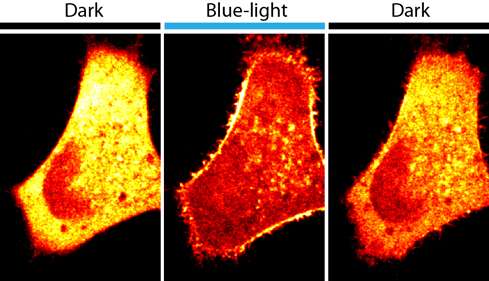 A flash of light changes cell activity - and understanding of disease