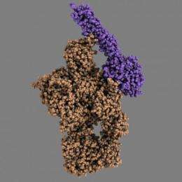 Chain reaction in the human immune system trapped in crystals