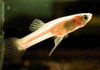 Changing climate can affect fish fertility