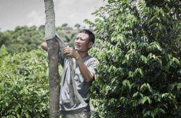 Chan Koon-wong is trying to revive his grandfather's incense tree plantation