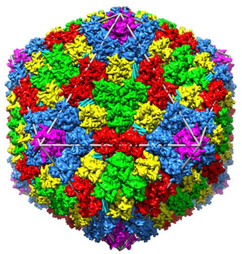 Chasing a common cold virus