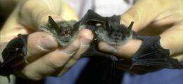 Chemical fingerprinting tracks the travels of little brown bats