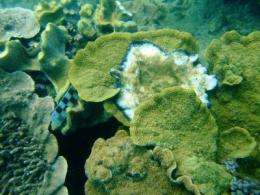 Chemical microgradients accelerate coral death at the Great Barrier Reef
