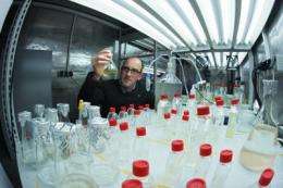 Chemists reveal how algae delete unwanted 'competitors'