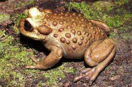 Chilean biologist saving forests with frogs