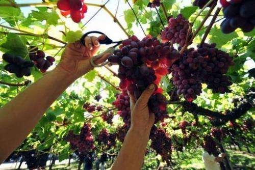 Chile is the world's eighth largest wine producer