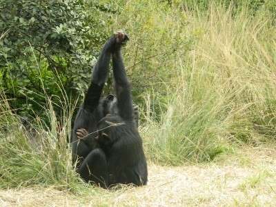 Chimpanzees create social traditions