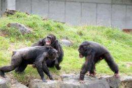 Chimpanzees have policemen, too: study