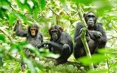 Chimps self-medicate under human pressure