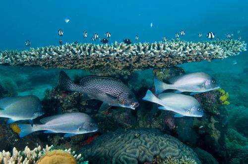 Study suggests the northern Mozambique Channel is home to second most diverse coral reefs in the world