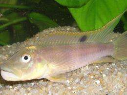 Cichlid fish: How does the swim bladder affect hearing?