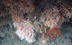 Cliffhanging corals avoid trawler damage