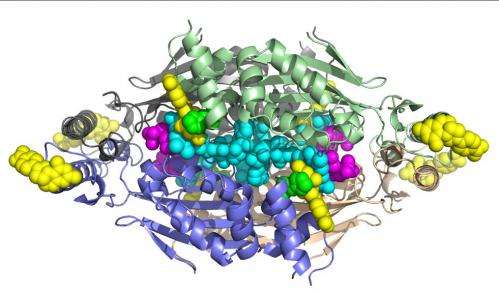 Researchers use SSRL to decipher structural details of deadly enzyme