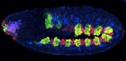 Collective action: Occupied genetic switches hold clues to cells' history