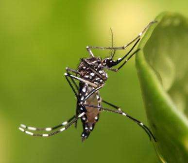Community combats dengue fever