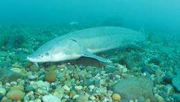 Construction of new rock spawning reefs will help Great Lakes native fish